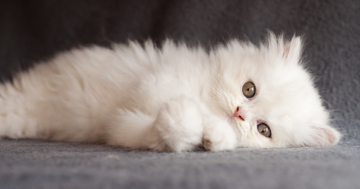 How To Care For A Persian Cat Sepicat