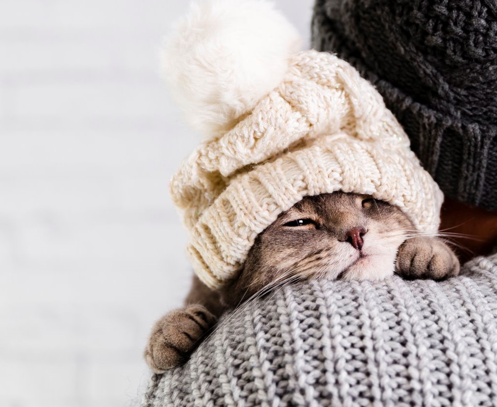 Cats and cold weather. Advice for keeping them warm Sepicat